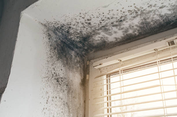 Affordable Mold Remediation solutions in Palestine, IL